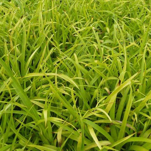 Wald-Hainsimse 'Solar Flare' - Bakker
