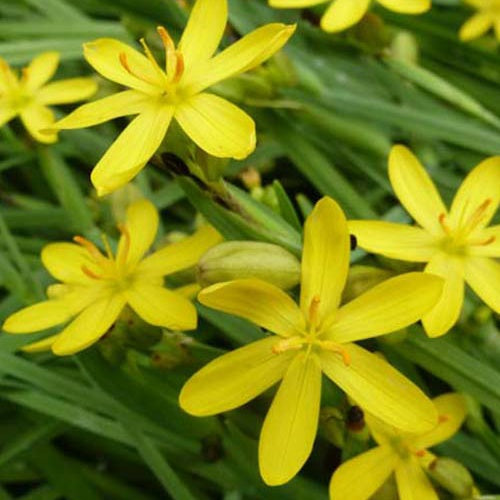 Sisyrinchiums californicum Kalifornische Bermudawurzel (x3) - Bakker