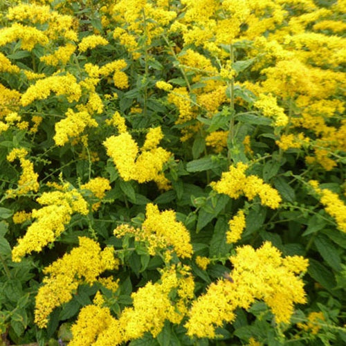 Solidago rugosa Raue Goldruten - Bakker