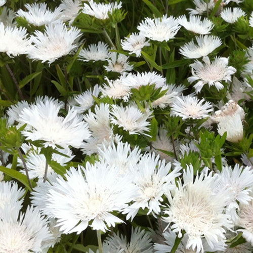 Amerikanische Kornblume Stokesia laevis Träumerei - Bakker