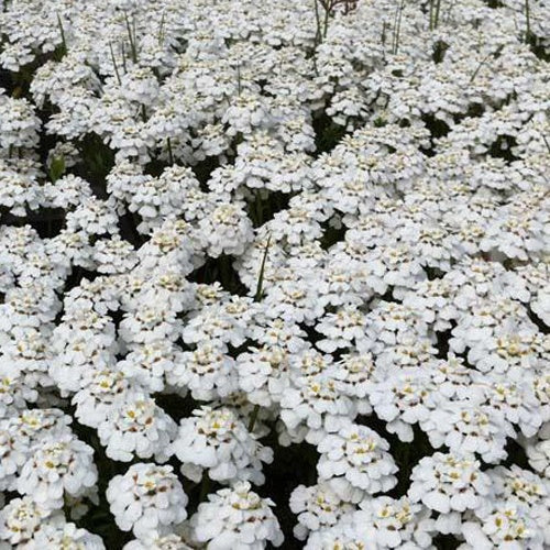 Immergrüne Schleifenblume 'Schneeflocke' - Bakker