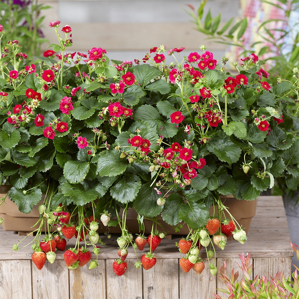 Erdbeeren - Erdbeere 'Summer Breeze Rose' (x3) - Fragaria summer breeze® rose