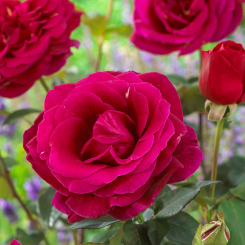 Edelrose Oklahoma - Bakker