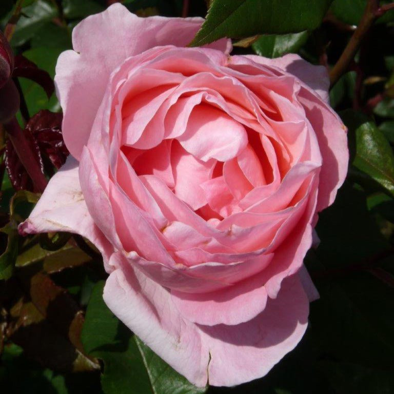 Rose Queen Elisabeth - Bakker