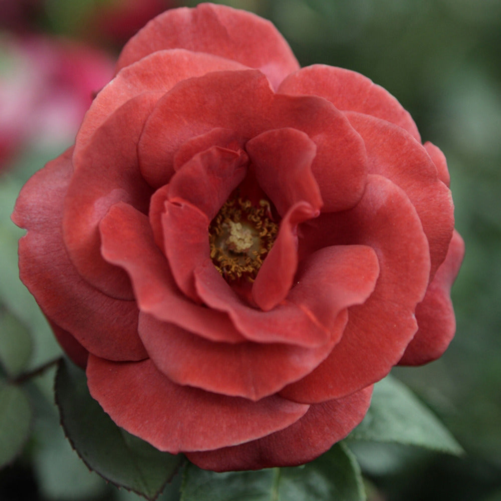 Edelrose Terracotta ® - Bakker