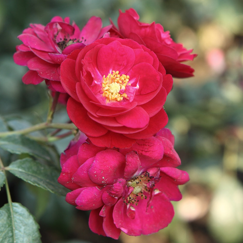 Starlet-Rose Lola ® - Bakker