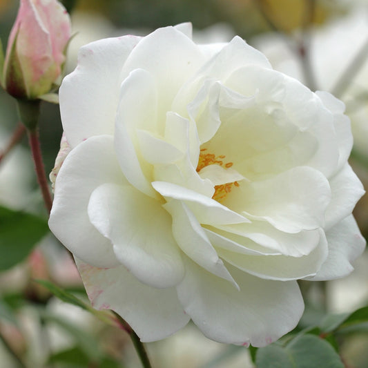 Kletterrose 'Fee des Schnees' - Bakker