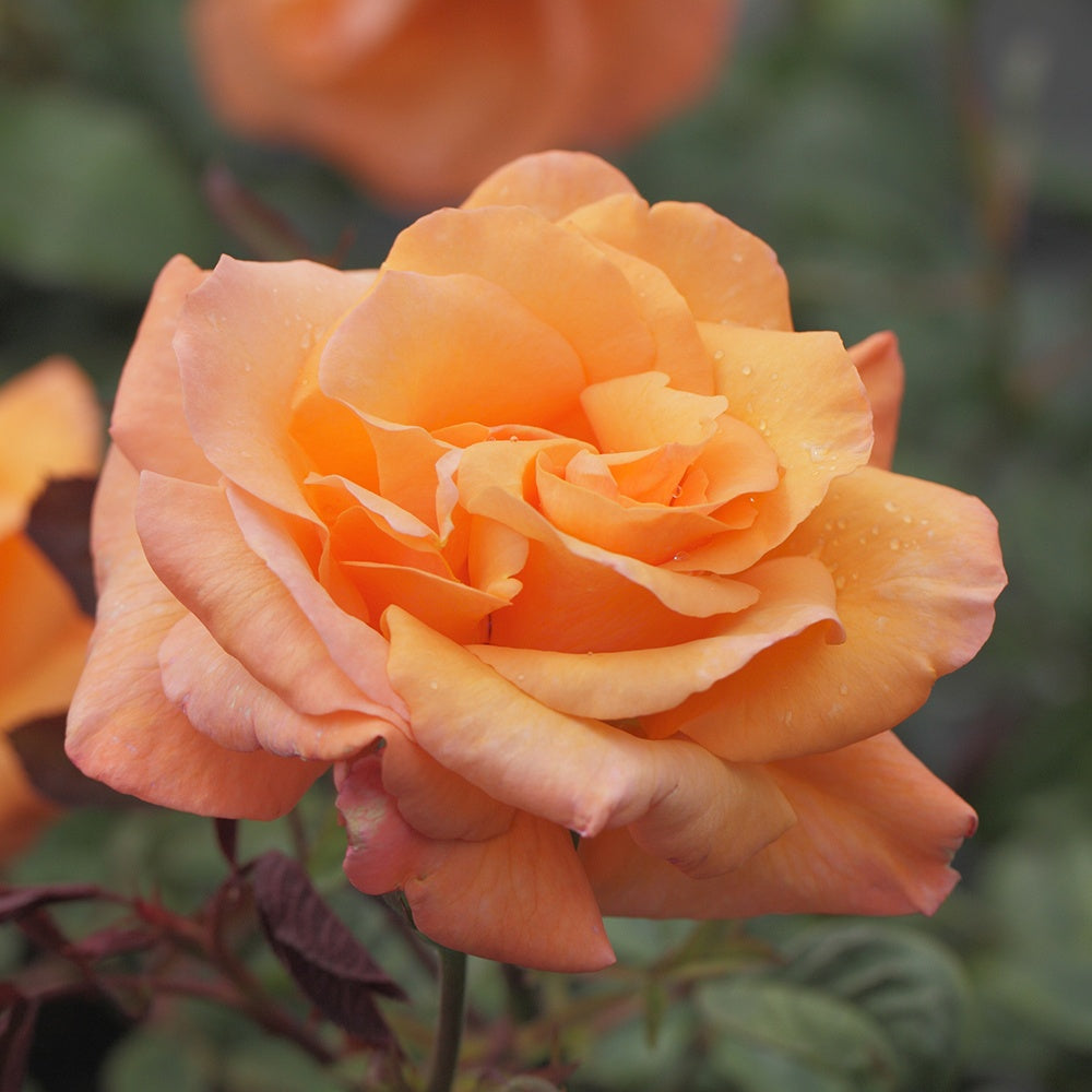 Kletterrose Orange Climber - Bakker