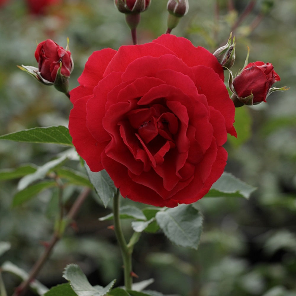 Rose Sympathie® - Rosa sympathie® - Bakker