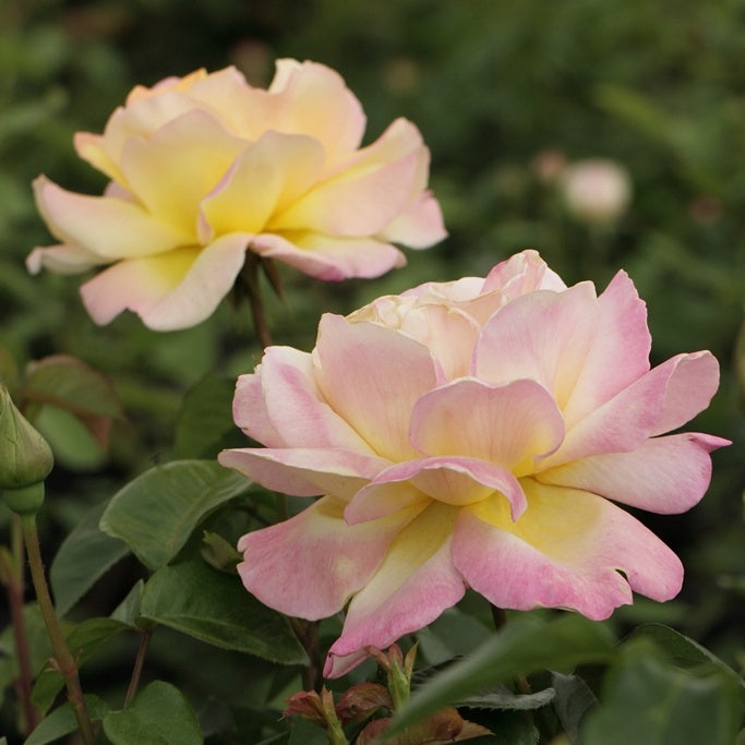 Rosenstrauch Mme A. Meilland - Bakker