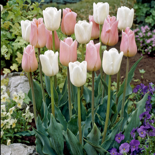 Tulpen 'Sweet Candy' Mischung (x10) - Bakker