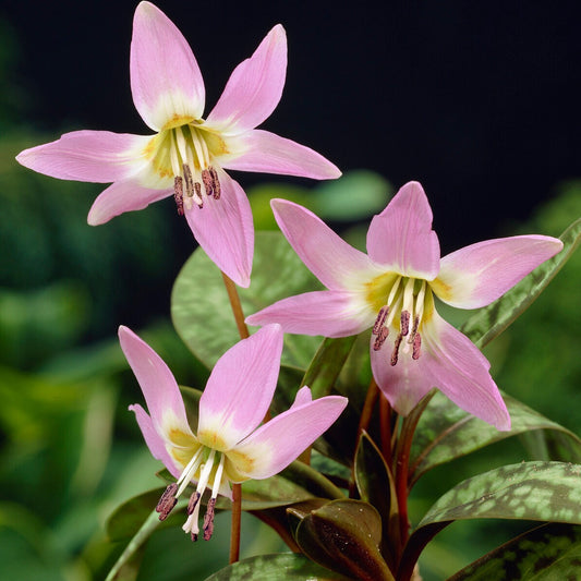 Hundszahn-Lilie 'Purple King' - Bakker