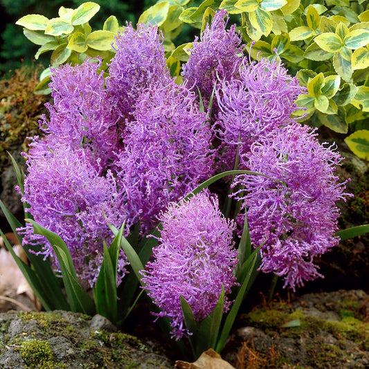 Schopfige Traubenhyazinthe 'Plumosum' (x10) - Bakker