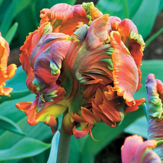 Papagei-Tulpen ‘Blumex’ (x6) - Bakker
