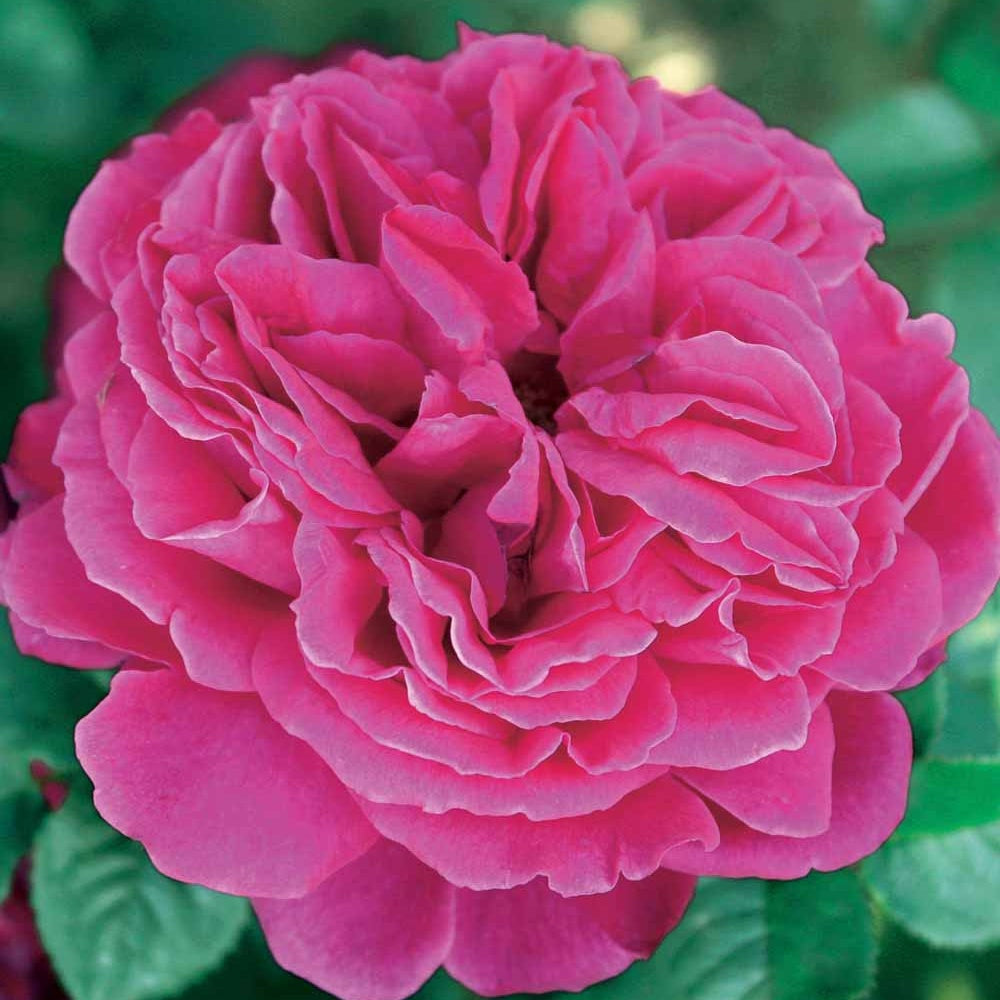 Englische Rose Fish Ausgreen ®. - Bakker