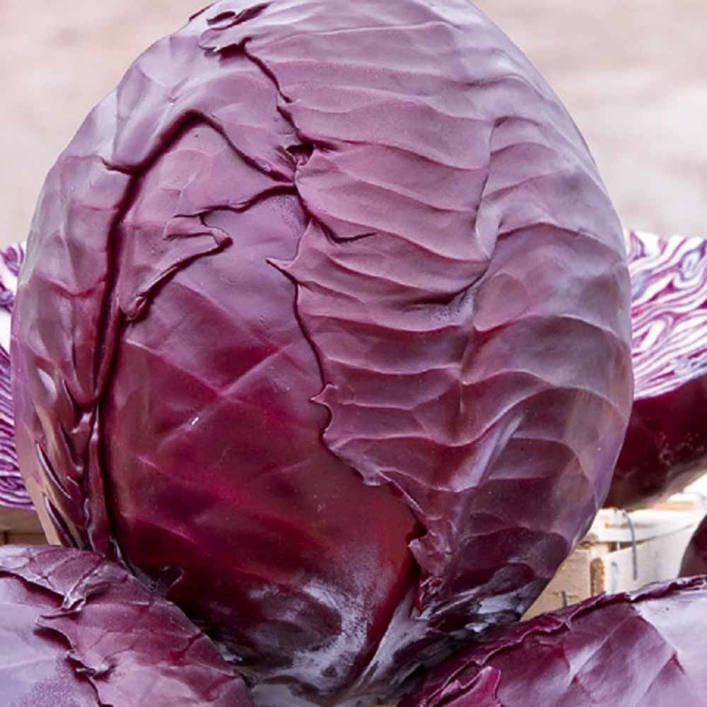 Rotkohl Langedijker Bewaar 2 - Bakker