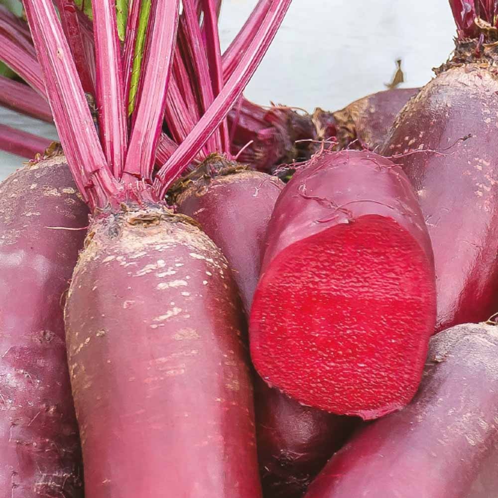 Rote Bete Cylindra Bio - Bakker