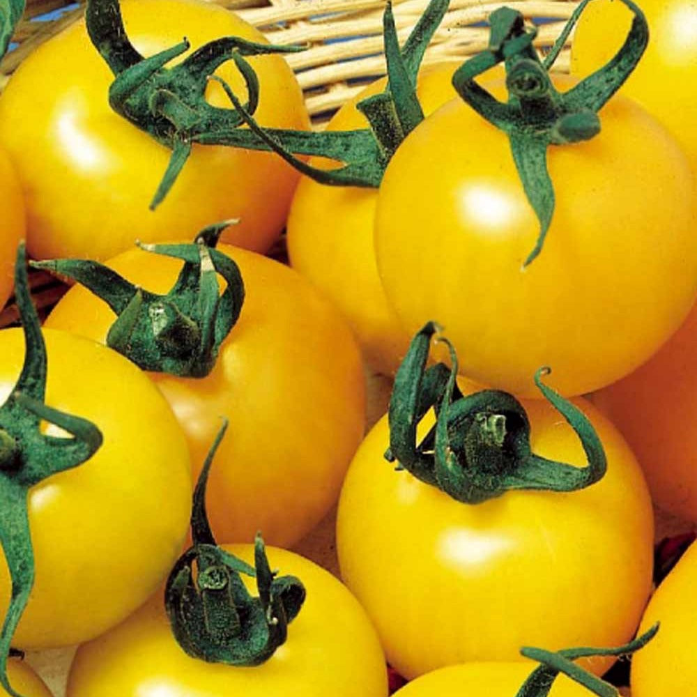 Gelbe Fruchttomate Goldene Königin - Bakker