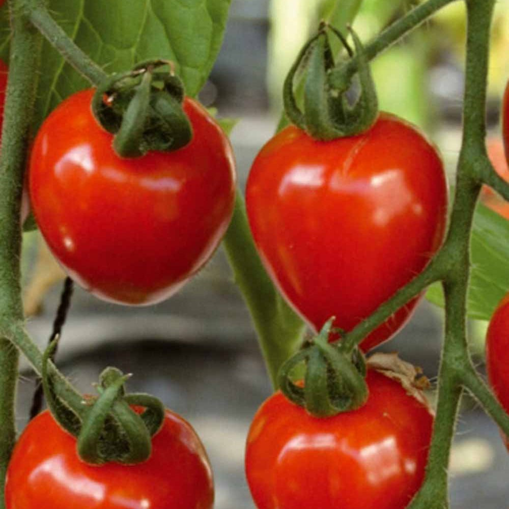 Samen für Tomaten - Sammlung von Kirschtomaten - Collection tomates cerises
