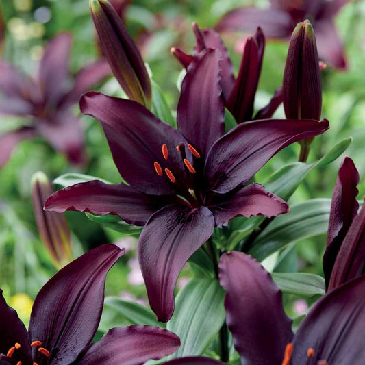 Asiatische Lilie 'Blacklist' (x5) - Bakker