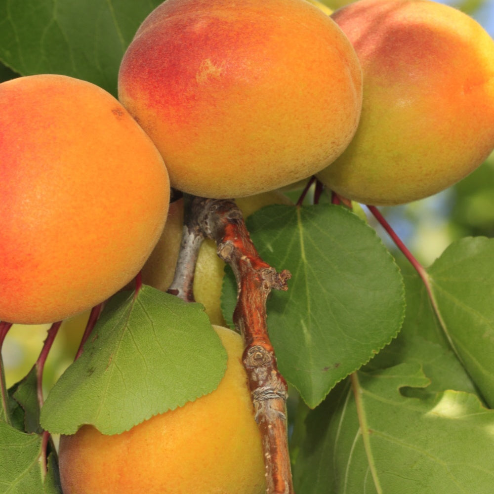 Aprikosenbaum Luizet - Bakker