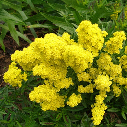 Goldrute Little Lemon - Bakker