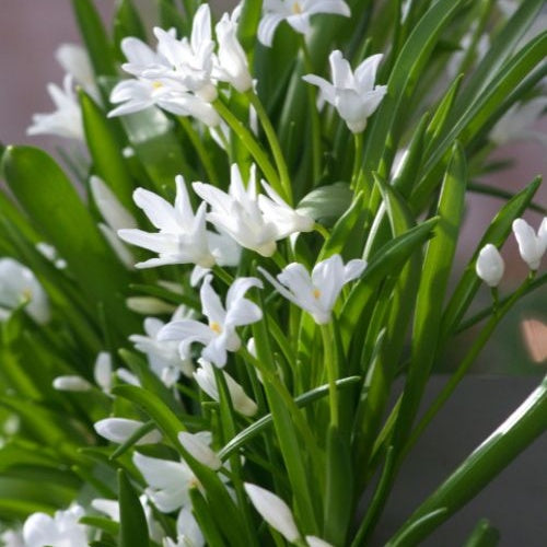 Schneeglanz Luciliae Alba (x20) - Bakker
