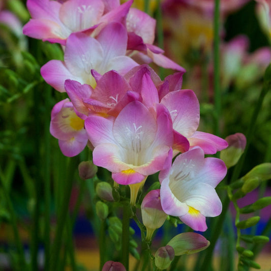 Freesien rosa (x15) - Bakker