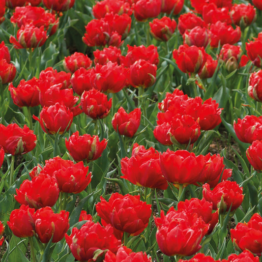 Tulpen ‘Abba’ gefüllt Rot (x7) - Bakker