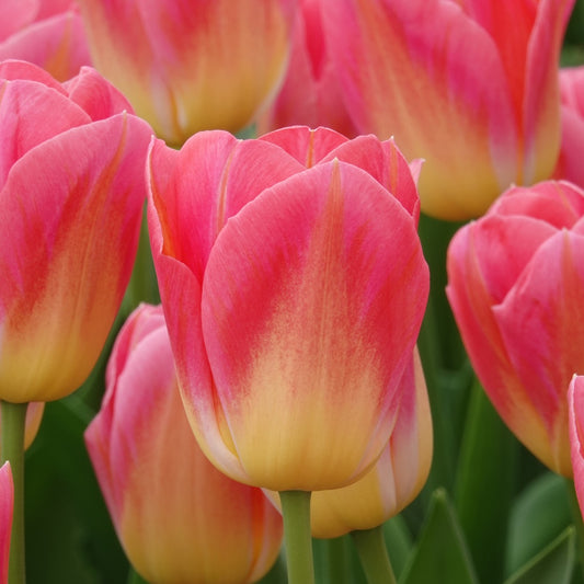 Triumph-Tulpen Tom Pouce - Bakker