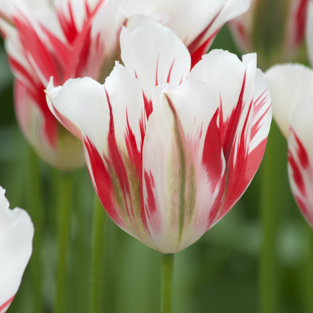 Viridiflora-Tulpen Flaming Spring Green - Tulipa 'flaming spring green' - Bakker