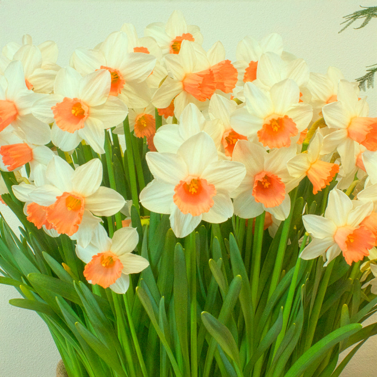 Narzissen Iwona (x5) - Narcissus cyclamineus Iwona - Bakker