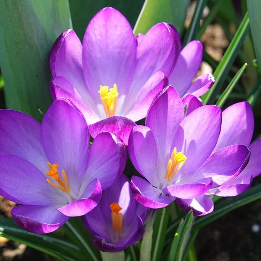 Hybridkrokusse Ruby Giant - Bakker