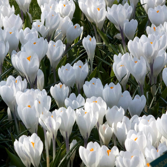 Krokus 'Jeanne d'Arc' (x10) - Bakker