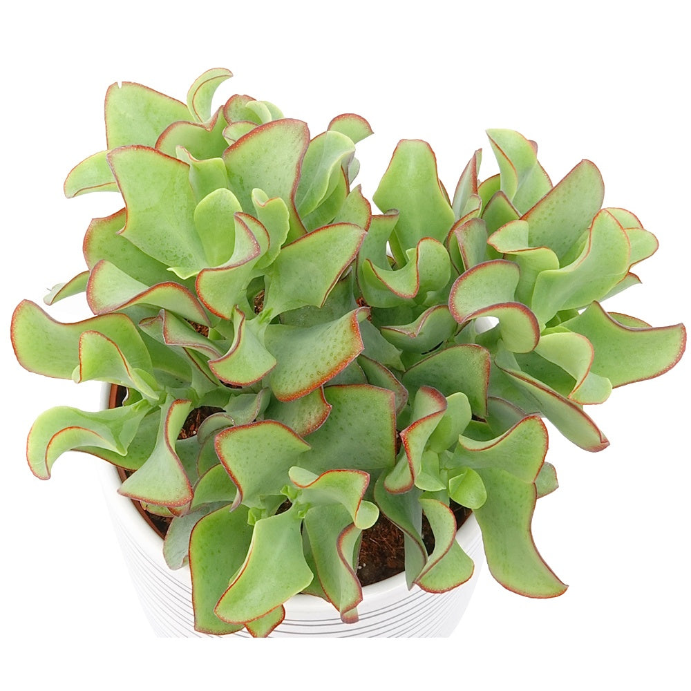 Crassula arborescens Curly Green - Pfennigbaum - Kaktus und fette Pflanze
