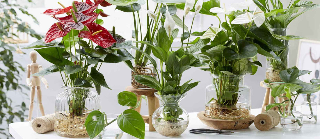 Ein Fest im Haus mit dem neuesten Trend: Hydroponie