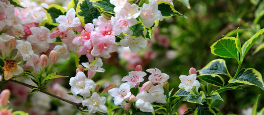 Stutzen die Weigelie (Weigelia)