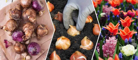 Blumenzwiebeln pflanzen – kinderleicht!