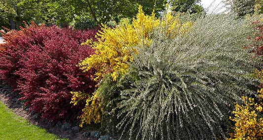 Stutzen der Ginster (Cytisus praecox)