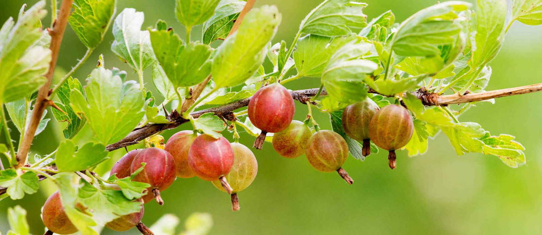 Stutzen der Stachelbeere (Ribes rubrum)