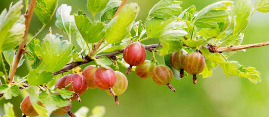 Stutzen der Stachelbeere (Ribes rubrum)