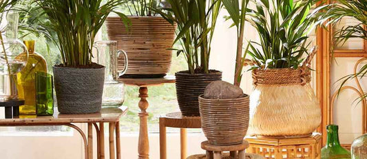Botanischer Trend: Pflanzen in Körben