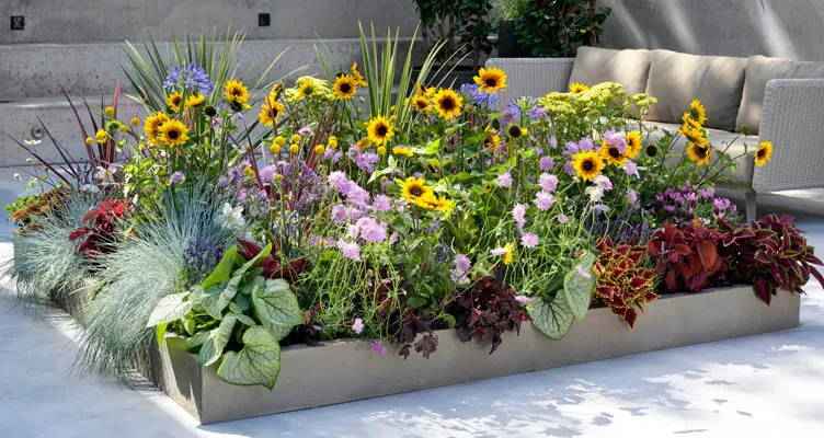 Beetpakete: Ein fertiger, farbenfroher Garten