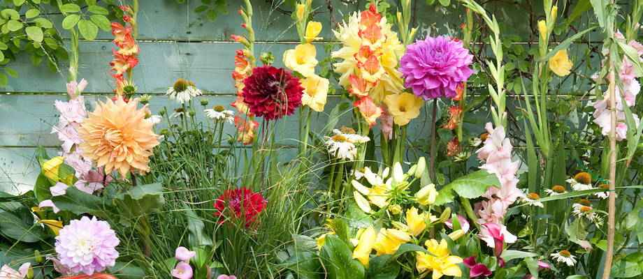 Die besten Blumenzwiebeln: Worauf sollte man achten?