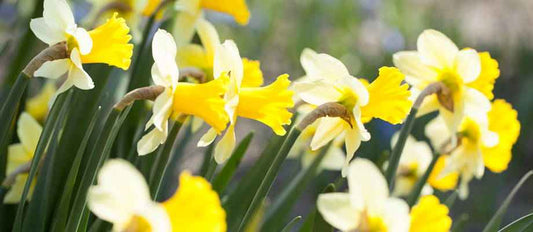 Die Narzisse, der erste Sonnenstrahl des Frühlings