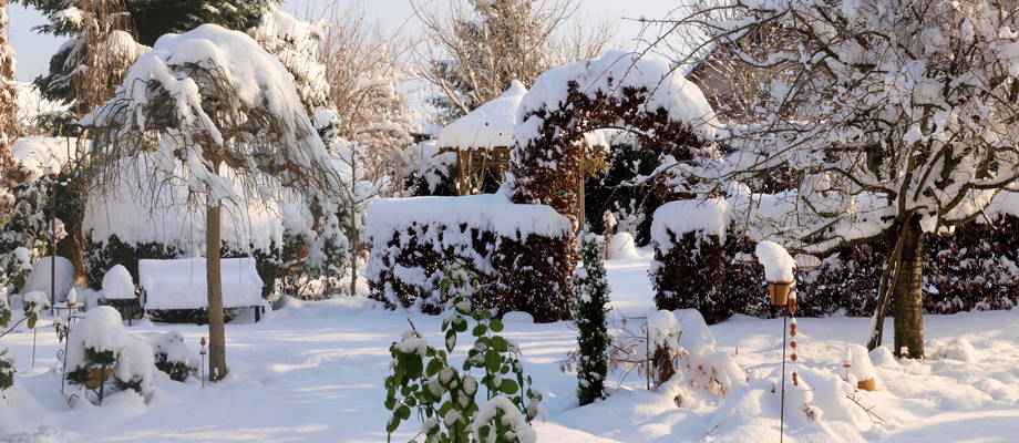 Winterfeste Top-Pflanzen, die im Herbst Ihren Garten schmücken