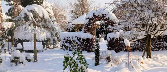Winterfeste Top-Pflanzen, die im Herbst Ihren Garten schmücken