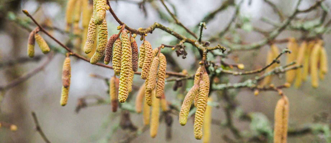 Stutzen der Haselnuss (Corylus avellana)