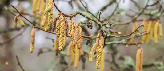 Stutzen der Haselnuss (Corylus avellana)