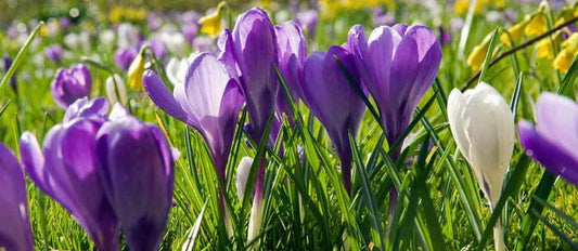 Der Krokus weckt Frühlingsgefühle